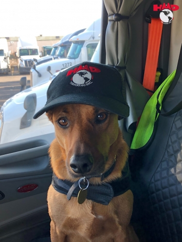 Tips for truck driving with a pet